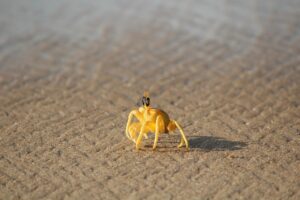 カニフルコース宿泊の直前割引を利用する方法は？