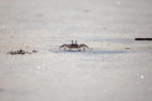 冬限定のカニ旅行に最適な山陰の宿泊先は？