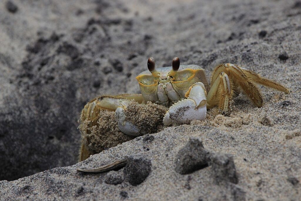 カニ旅行で楽しむフルコースの宿泊と温泉はどこがおすすめ？