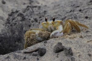 カニ旅行で楽しむフルコースの関西プランは？