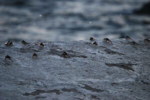 カニフルコースと温泉付きの旅行で楽しむ贅沢な体験は？