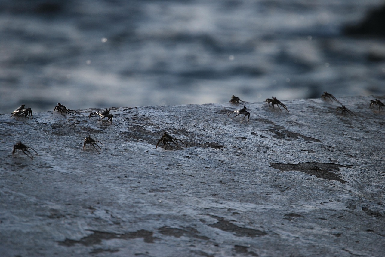 カニフルコースと温泉付きの旅行で楽しむ贅沢な体験は？
