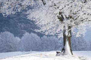 冬におすすめのカニ宿泊フルコース人気プランは？