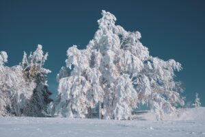 冬に楽しむカニ会席フルコースが自慢の旅館はどこ？