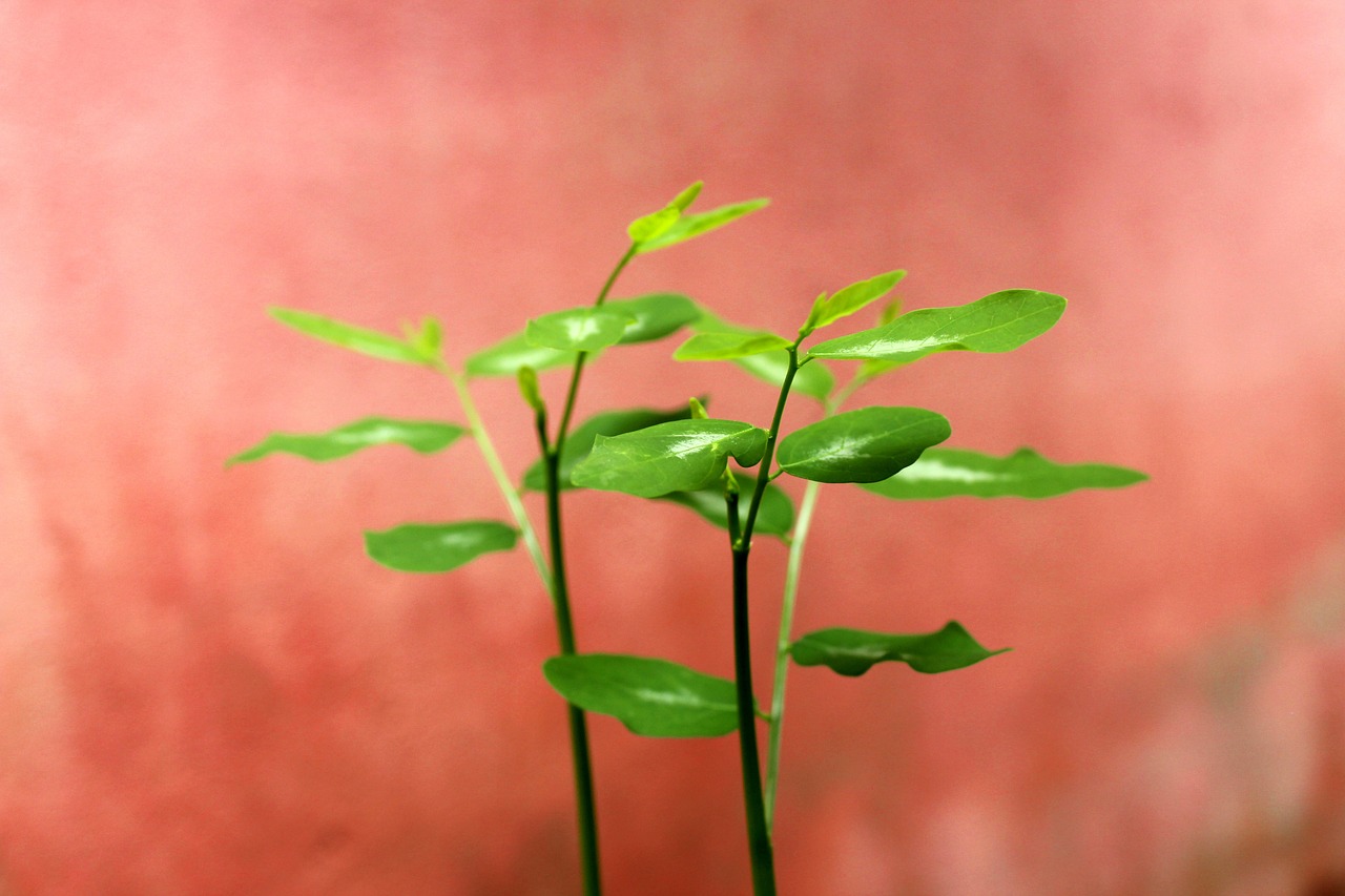 活ガニを楽しむフルコースが堪能できる温泉旅館はどこ？