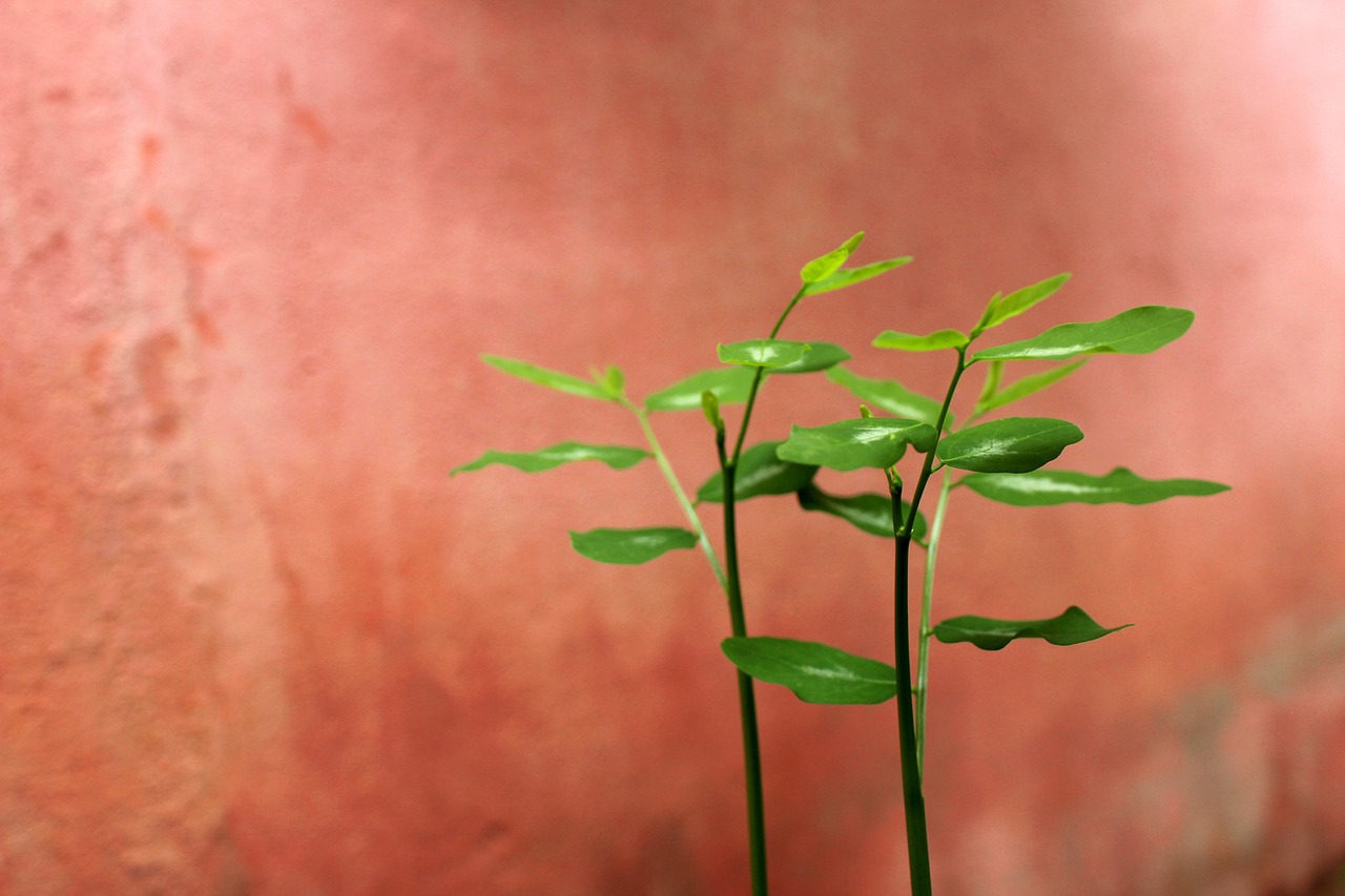 活ガニフルコースを提供する旅館のキャンセルポリシーを確認するには？