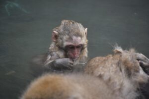 活ガニフルコースが楽しめる宿の露天風呂付き客室はどこ？