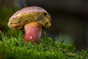 活ガニフルコースを宿で楽しむ胃もたれしない食べ方とは？